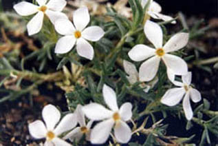 Phlox kelseyi